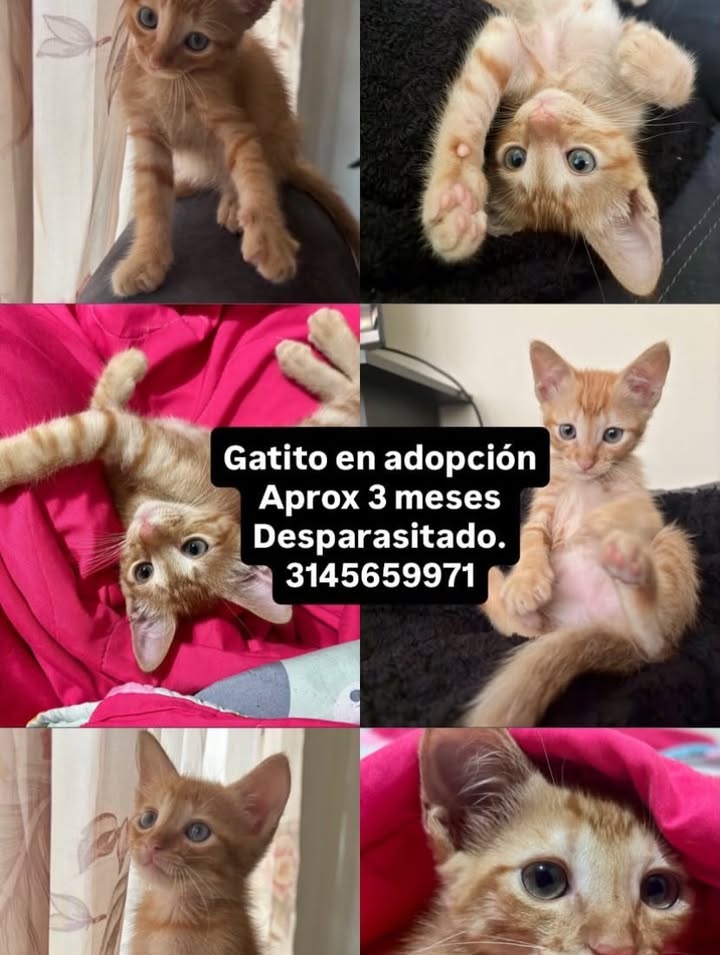 Gatito en adopción en Pereira, Risaralda 