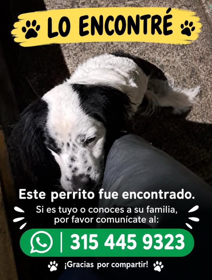 Perro encontrado en Pereira 
