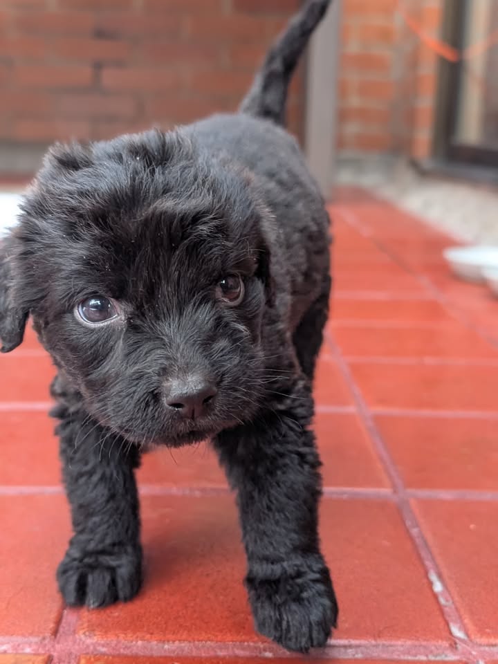 Adopta a Joaquina, cachorro criollo en Bogotá 