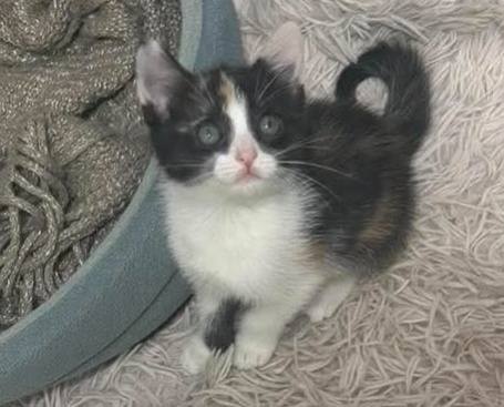 Gaticos en adopción en Pereira 