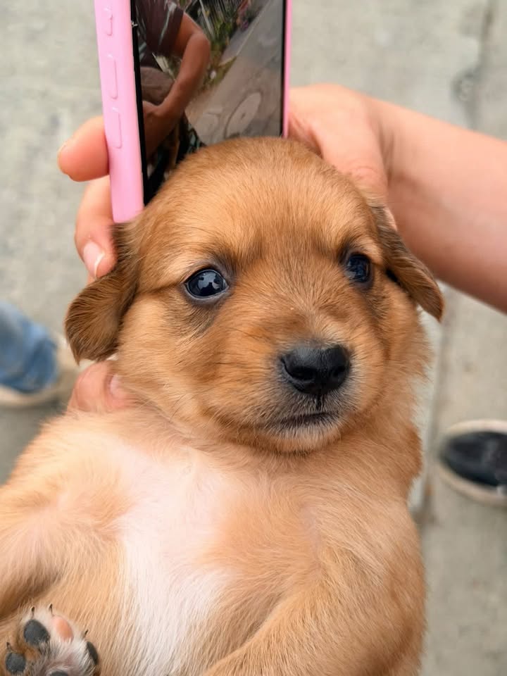 Cachorros en adopción en Pereira 