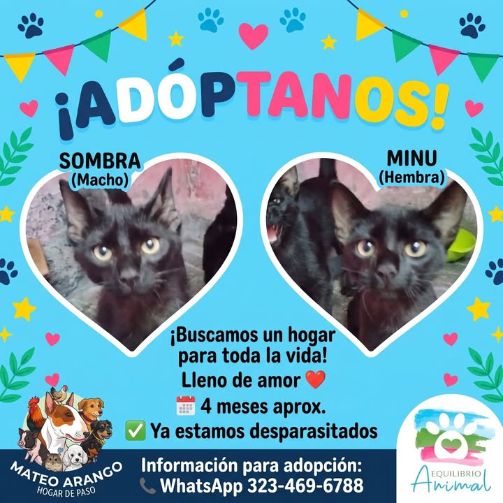 Adopción responsable de gatos 