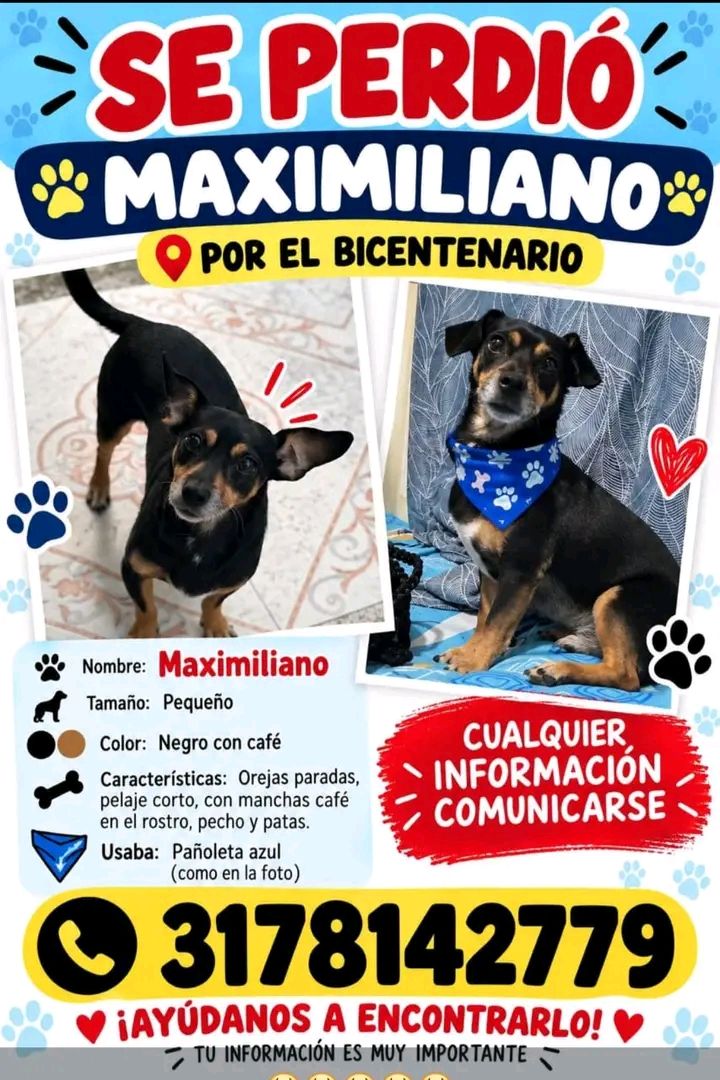 Perro Negro con Café Perdido en Tuluá 