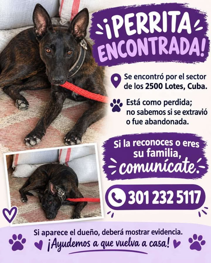 Perra encontrada en Pereira 