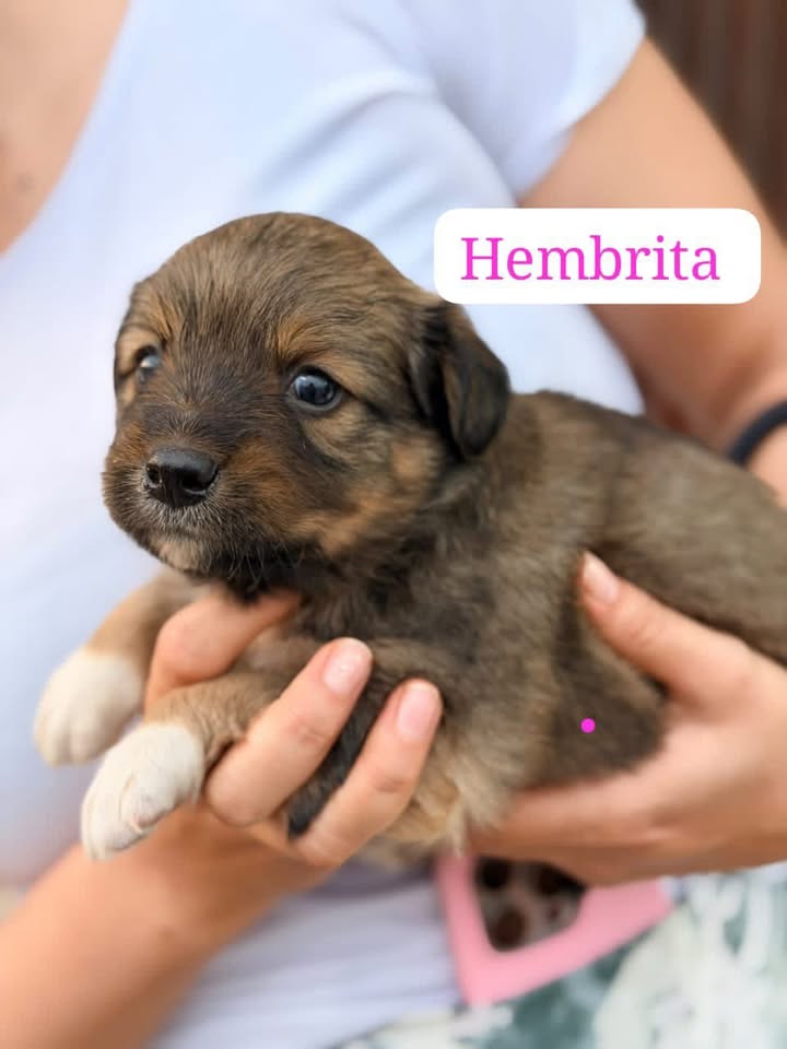 Cachorros en adopción en Pereira 