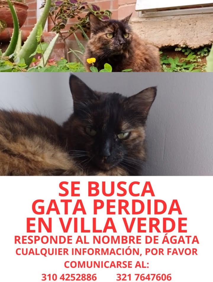 Gata Perdida en Villa Verde 