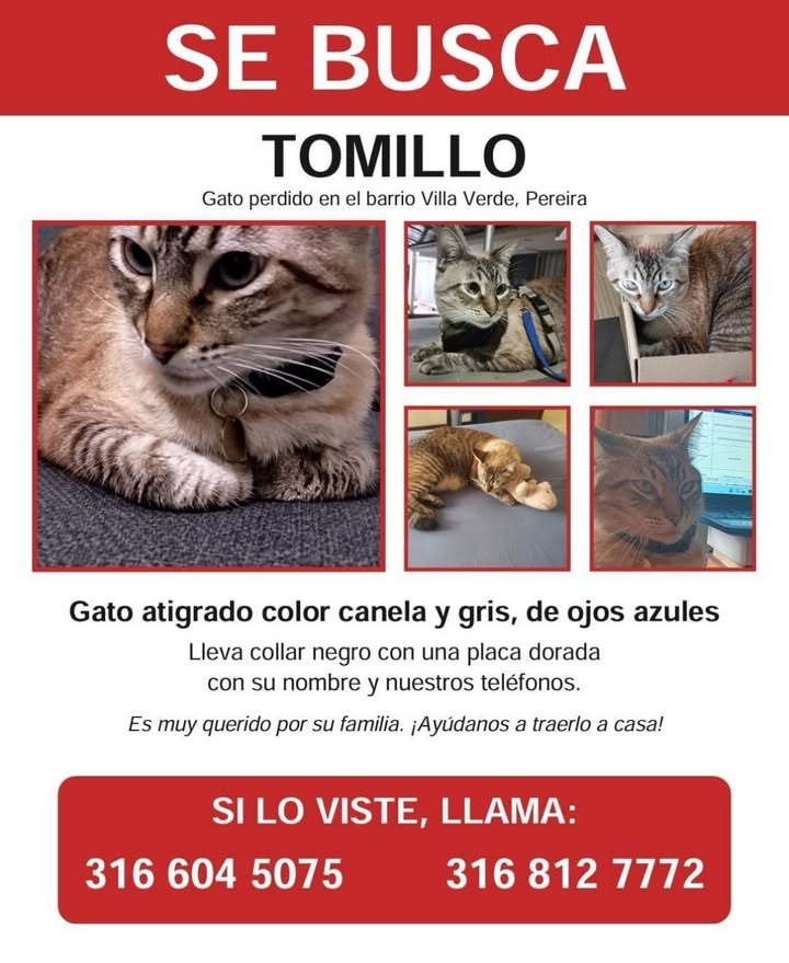Gato Atigrado Canela y Gris con Ojos Azules Perdido en Pereira 