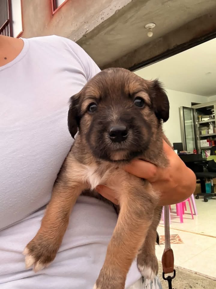 Cachorros en adopción en Pereira 