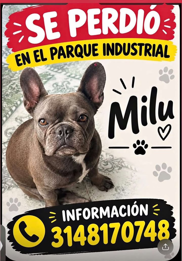 Se Perdió Milu en el Parque Industrial, Pereira 
