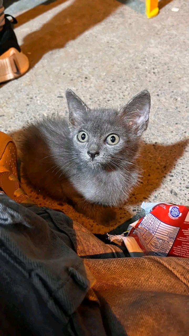 Buscando hogar de paso urgente para gatica abandonada en Tuluá, Valle 