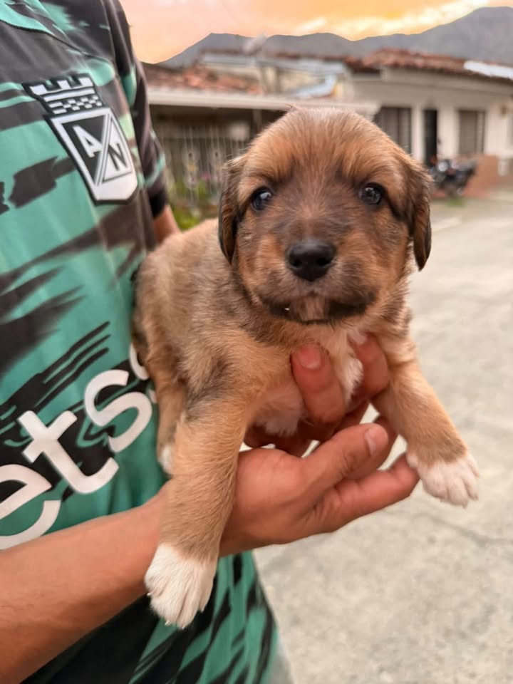 Cachorros en adopción en Pereira 