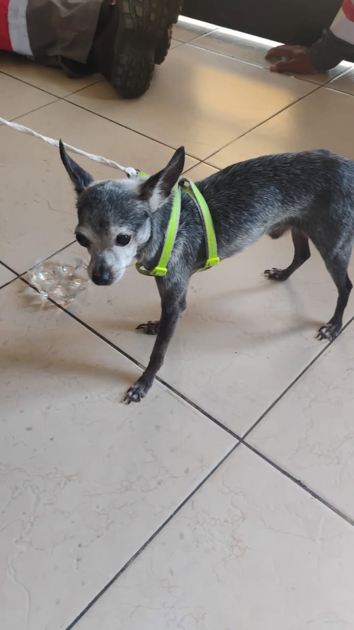 Perro encontrado en Villa Campestre, Tuluá 