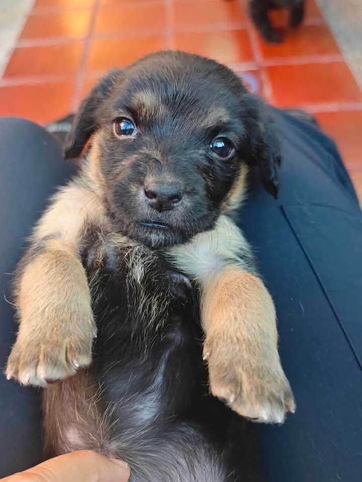 Adopta a Helena, cachorra criolla de 1 mes en Bogotá 