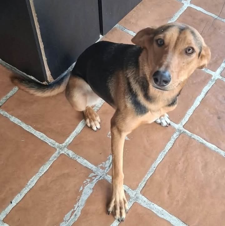 Perrita busca hogar responsable en Pereira 