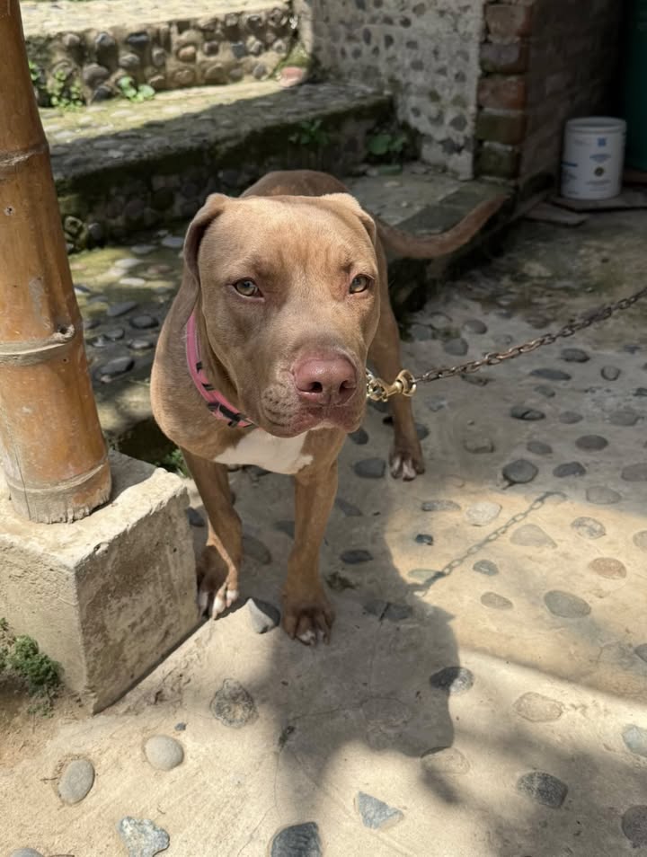 Perro requiere hogar en Pereira, Risaralda 