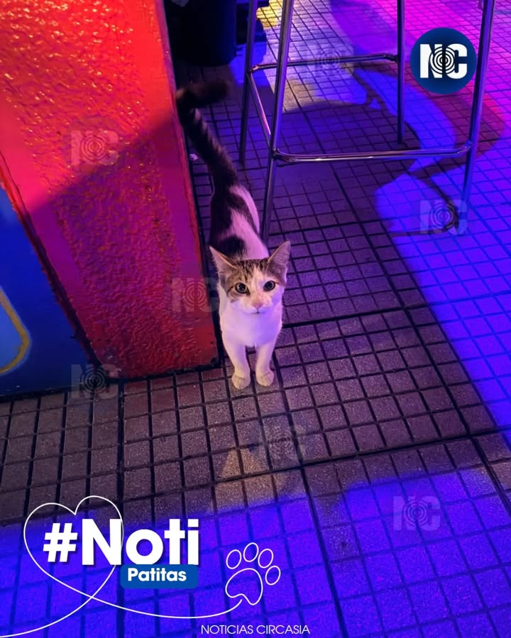 Gato perdido en Circasia, Quindío - Buscando dueño o adopción responsable 