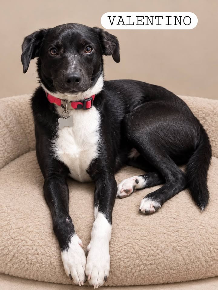 Adopta un perro en Armenia, Quindío: Dale una oportunidad a Luna 