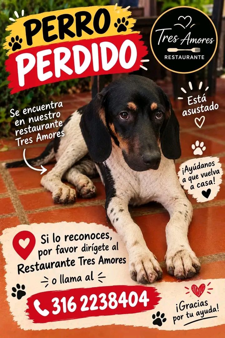 Perro perdido en Tuluá, Valle 