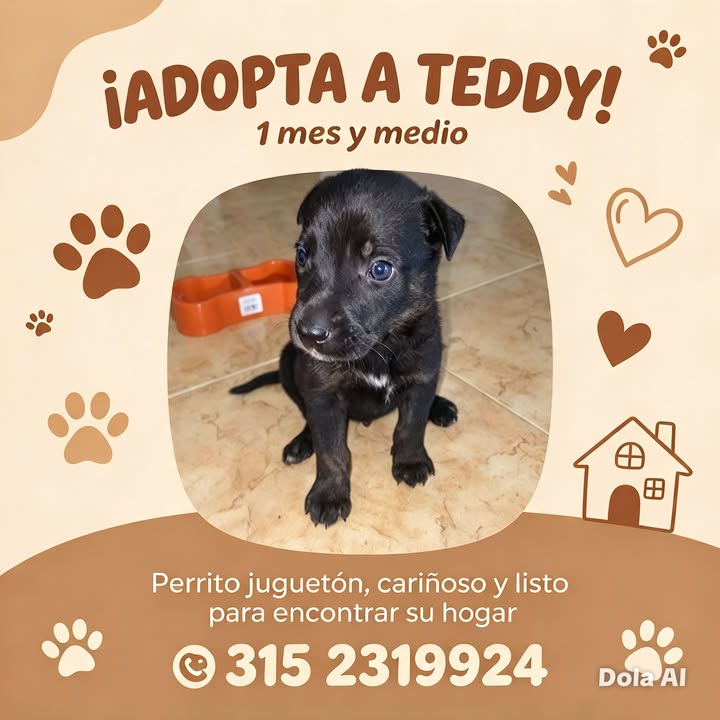 Adopta a Teddy, perro juguetón y tierno en Tuluá 