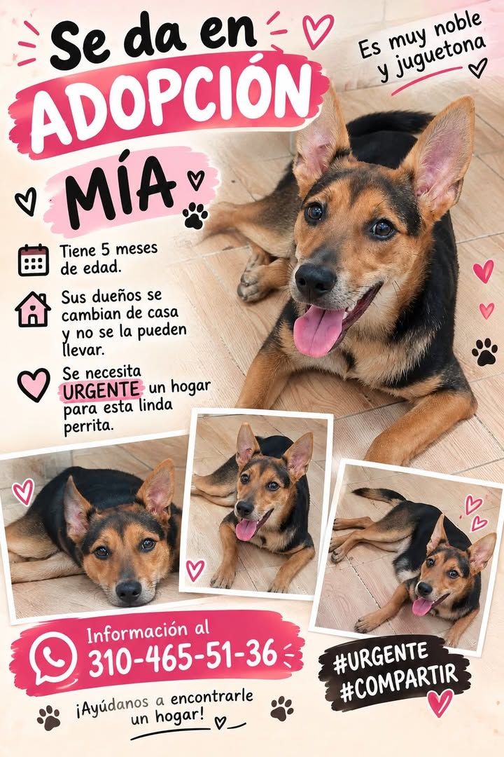 Cachorro en adopción en Tuluá 