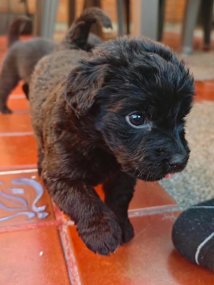 Adopta a Joaquina, cachorro criollo en Bogotá 