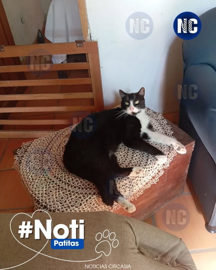 Gato perdido en Circasia, Quindío - Félix necesita medicamentos 