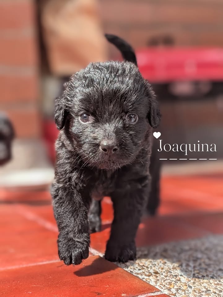 Adopta a Joaquina, cachorro criollo en Bogotá 