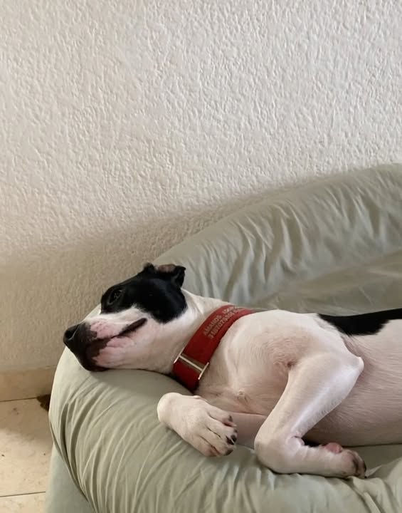 Adopta a Alegría, una perrita juguetona y amorosa en Bogotá 