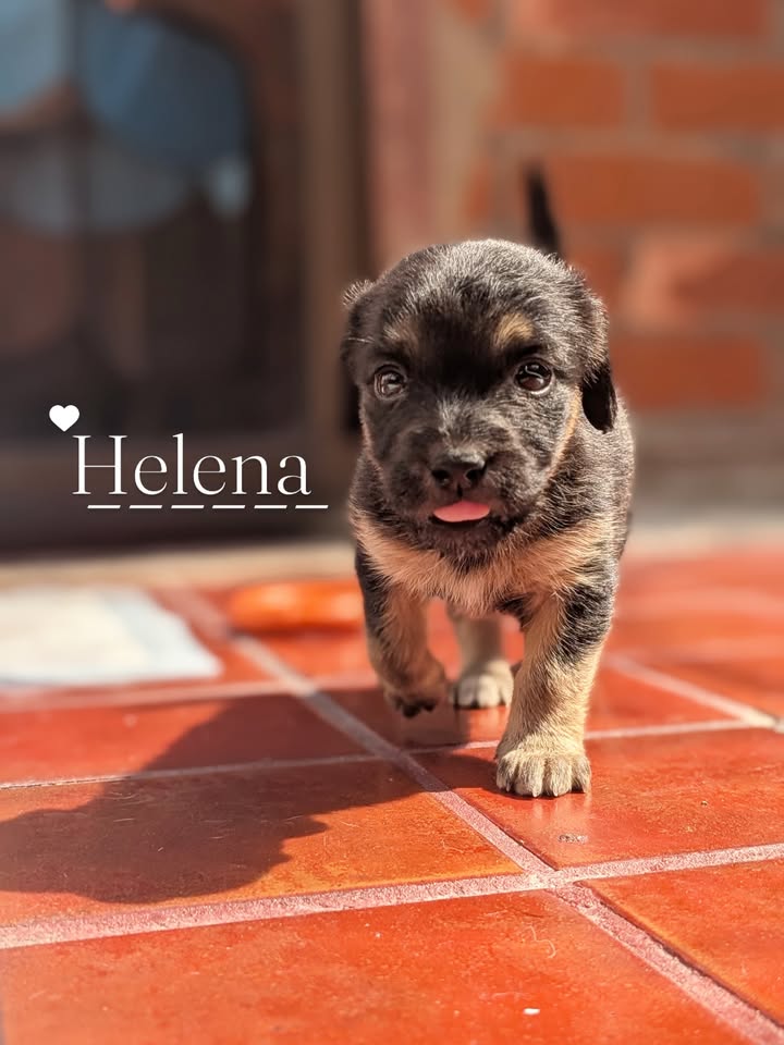 Adopta a Helena, cachorra criolla de 1 mes en Bogotá 
