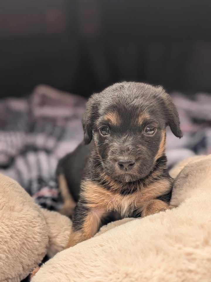 Adopta a Helena, cachorra criolla de 1 mes en Bogotá 
