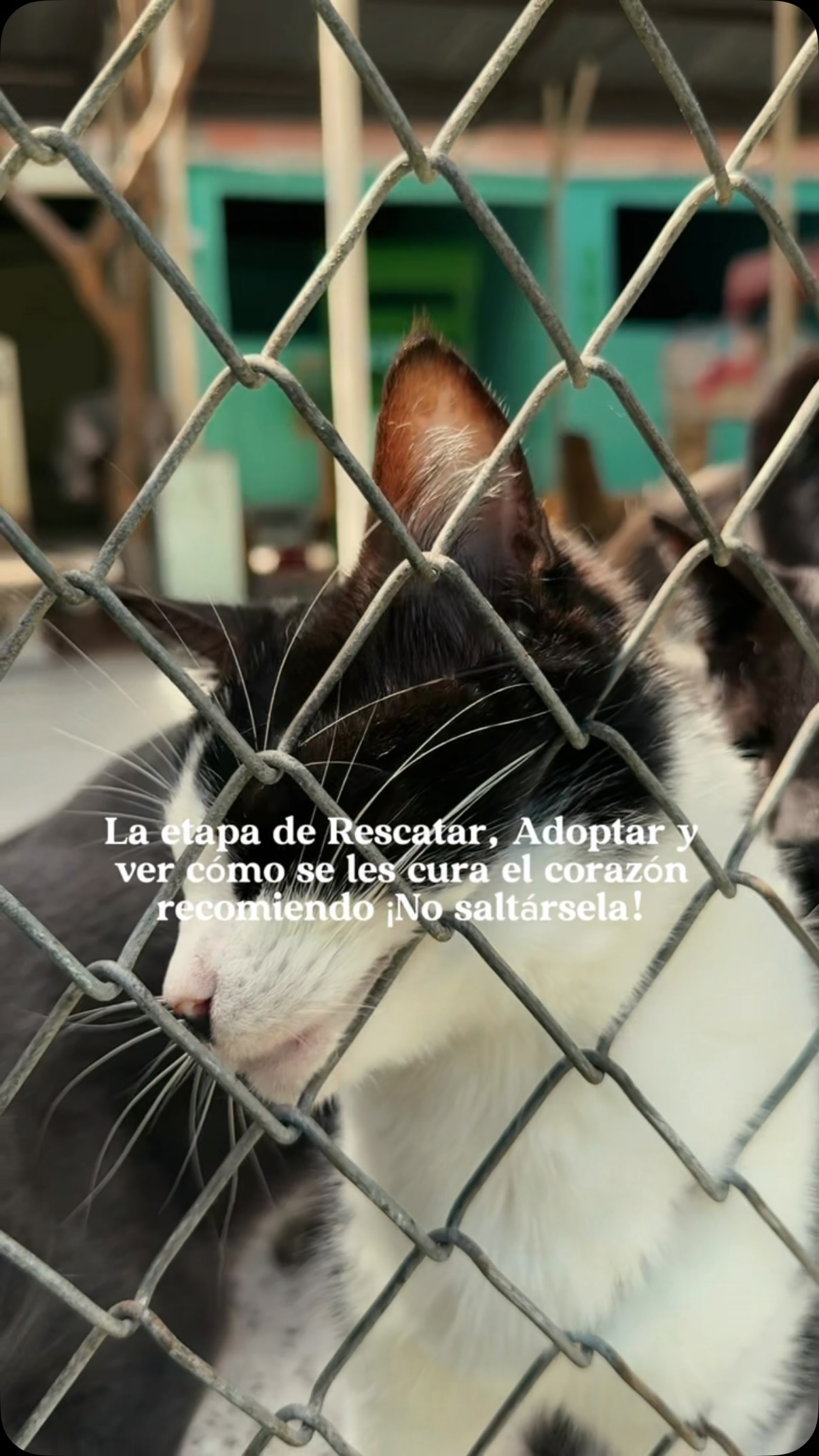 Gato en adopción en Cartago, Valle 