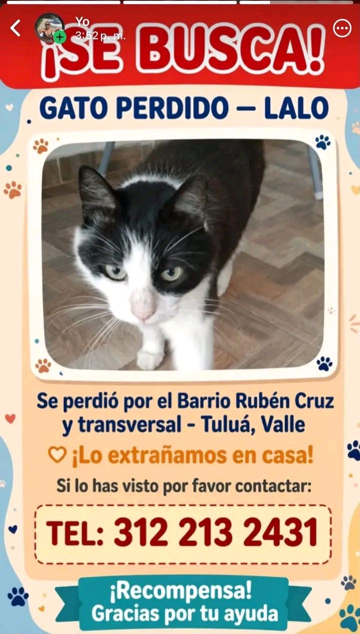 Gato Lalo perdido en Tuluá, Valle 