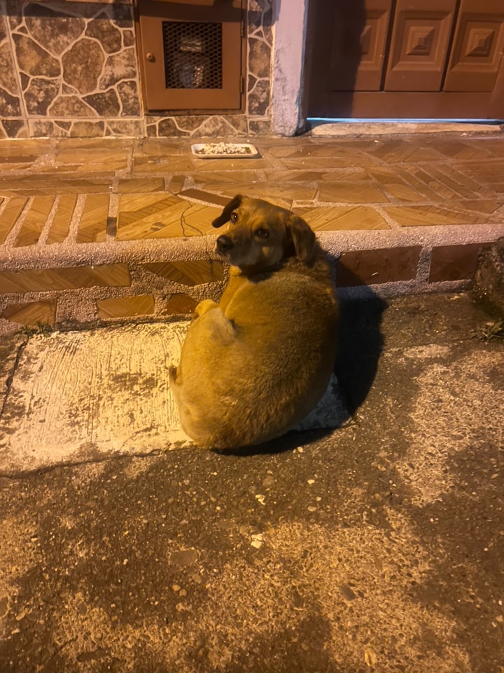 Perro encontrado en Sevilla, Valle 