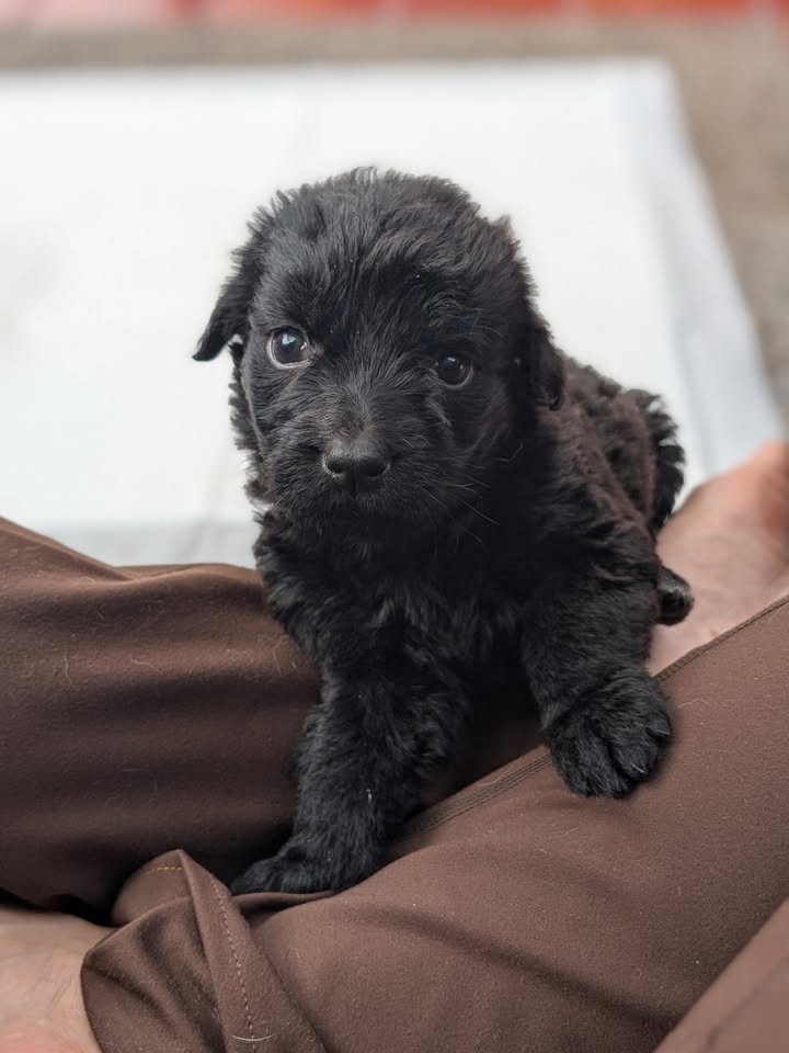 Adopta a Joaquina, cachorro criollo en Bogotá 