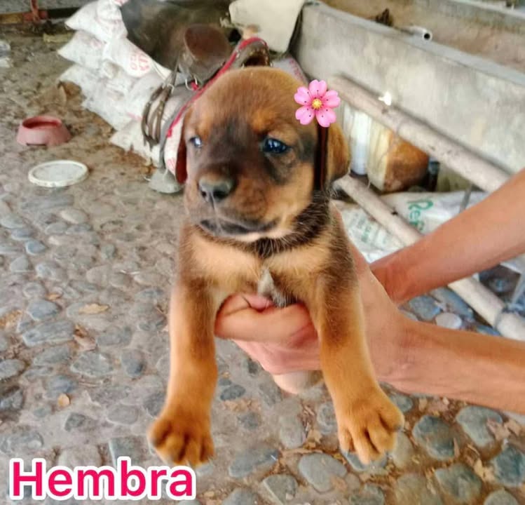 Cachorros Mestizos de Mediana Raza Buscan Hogar en Tuluá 