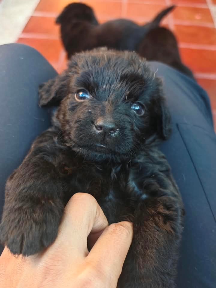 Adopta a Joaquina, cachorro criollo en Bogotá 
