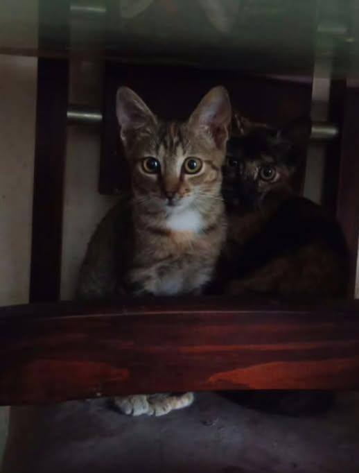 Adopta gatitos juguetones en Tuluá, Valle 