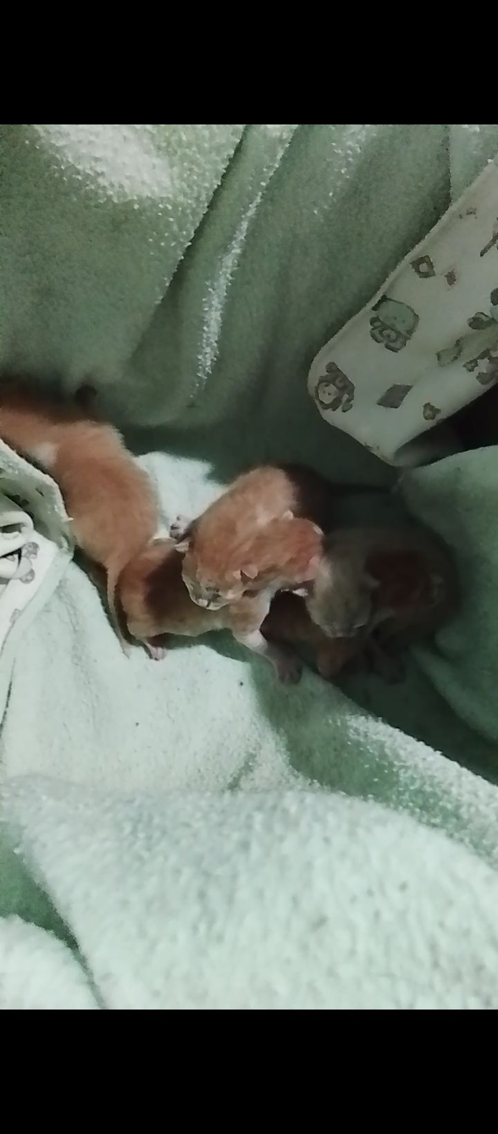 Rescate de cachorros abandonados en Neira, Caldas 