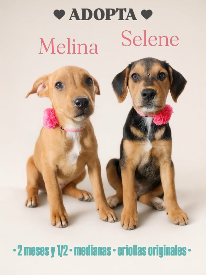 Adopta Melina y Selene, cachorras medianas en Bogotá 