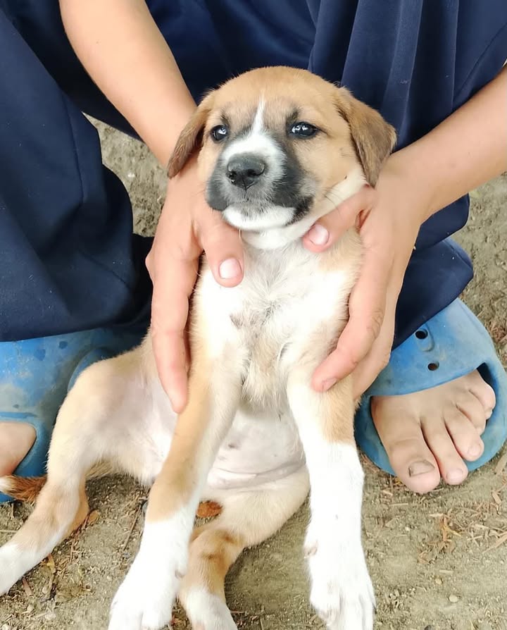 Cachorros en adopción en Pereira, Risaralda 