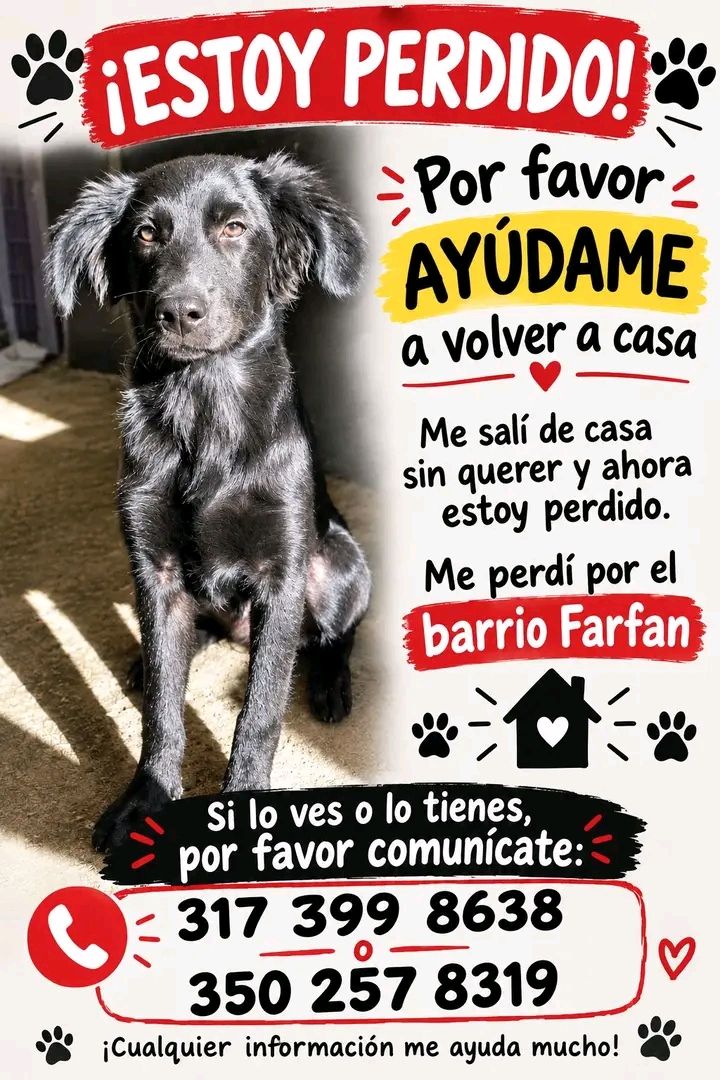 Perro perdido en Tuluá, Valle 