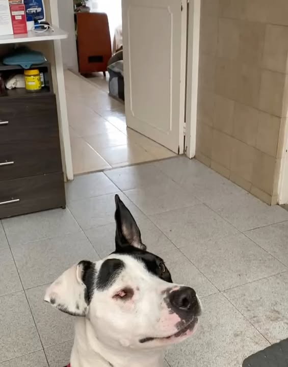 Adopta a Alegría, una perrita juguetona y amorosa en Bogotá 