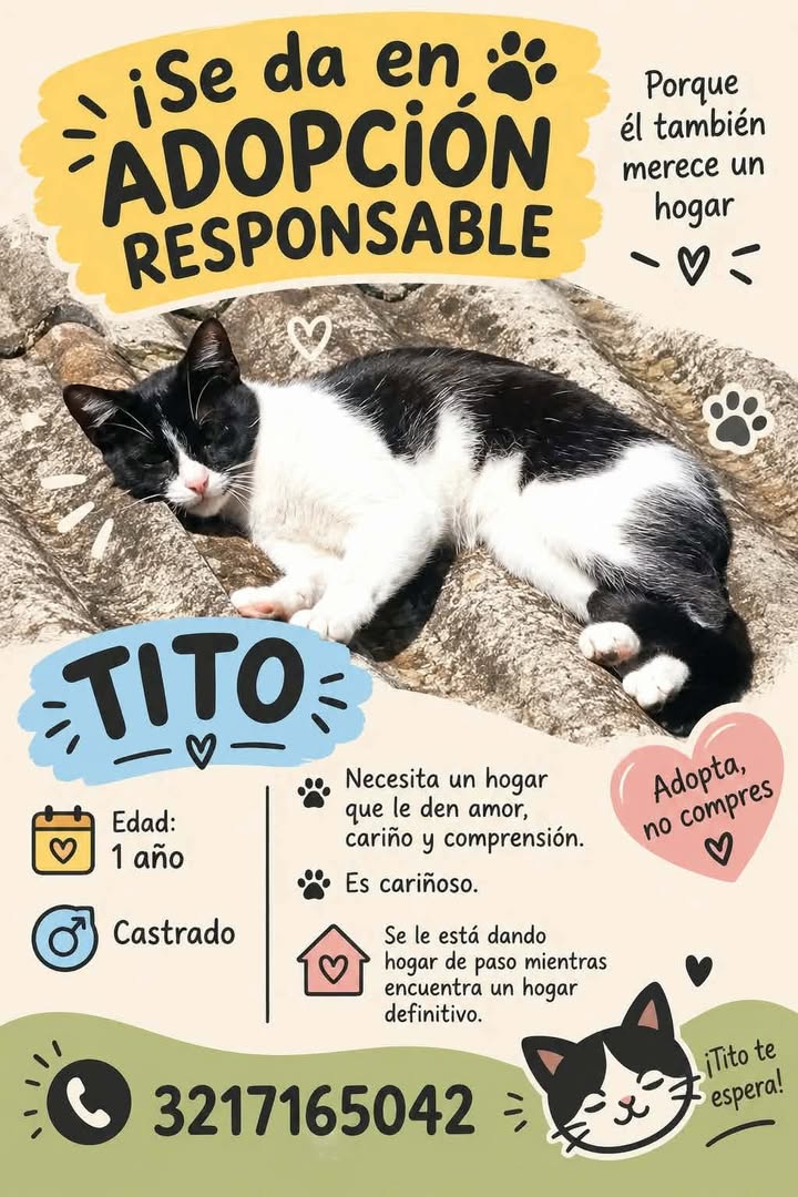 Gato en adopción responsable en Pereira 