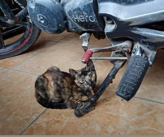 Adopta gatitos juguetones en Tuluá, Valle 