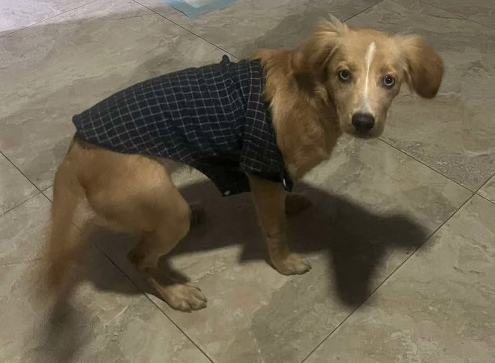 Perra en adopción en Pereira 
