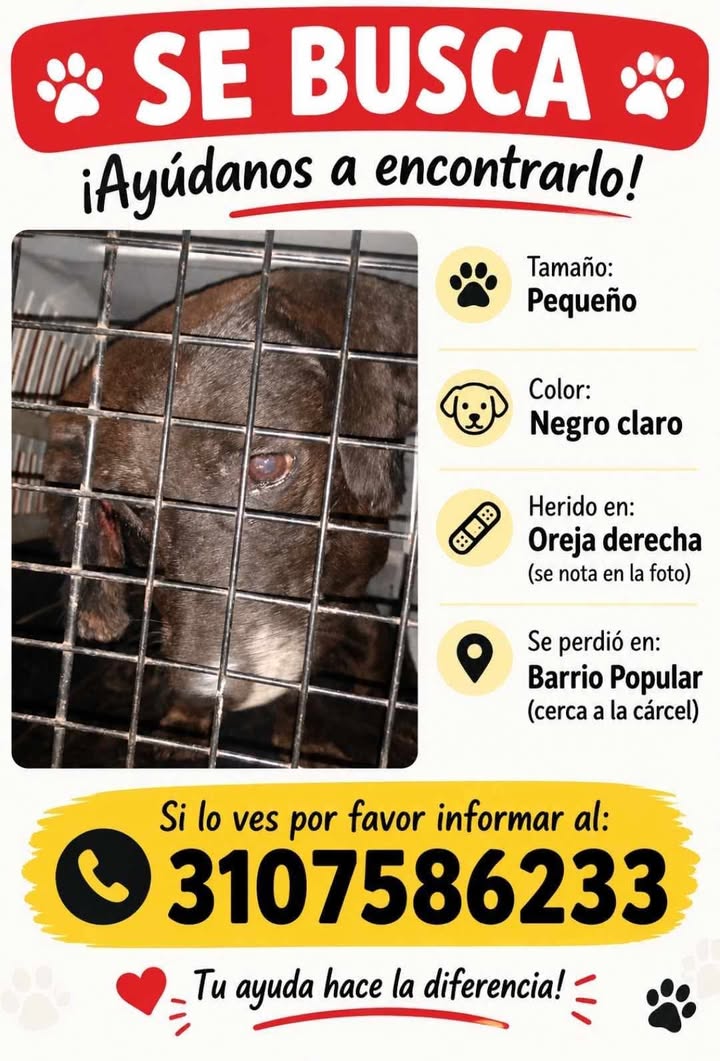 Perro Negro Claro Perdido en Tuluá 