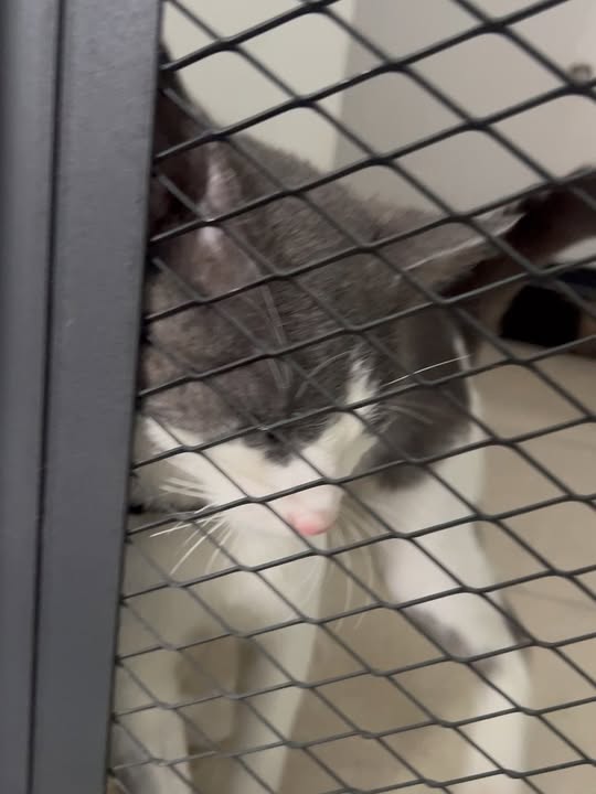 Gato en adopción con Leucemia Felina en Pereira 