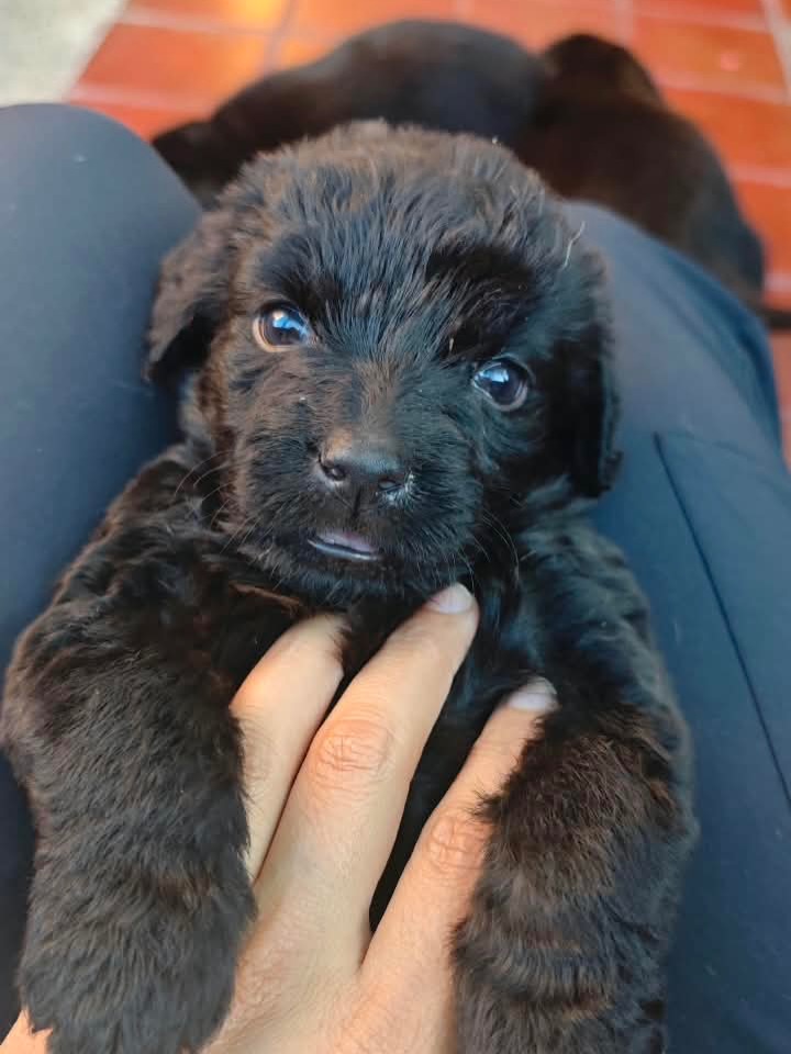 Adopta a Joaquina, cachorro criollo en Bogotá 
