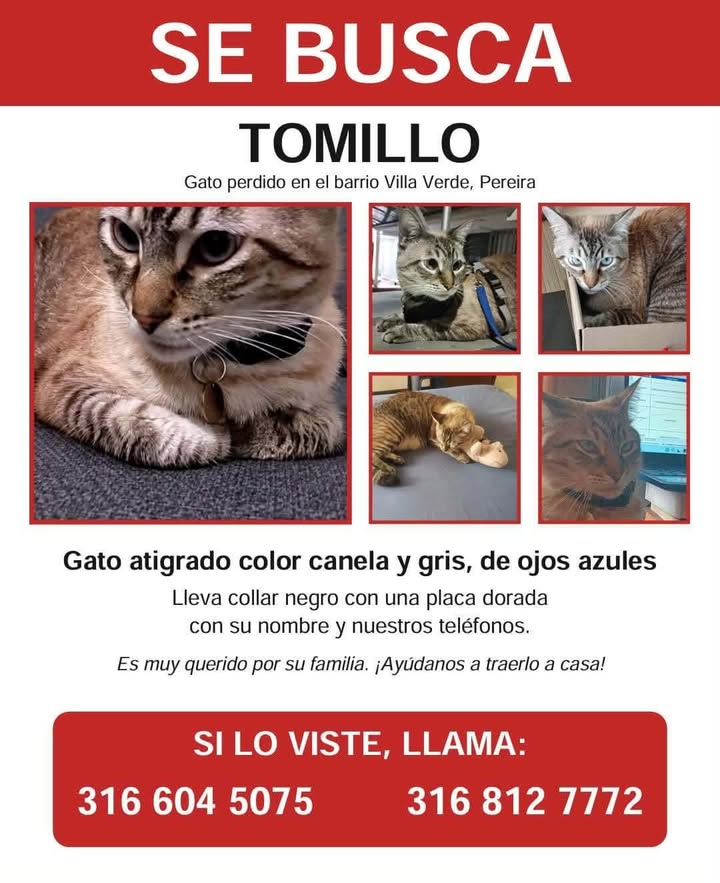 Gato Tomillo perdido en Pereira 