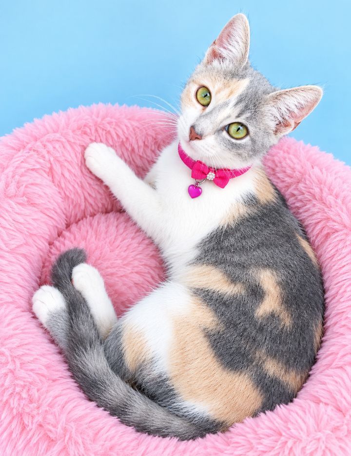 Gata hembra de 6 meses en adopción en Neira 